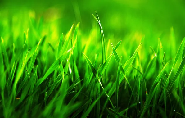Картинка трава, макро, зеленая