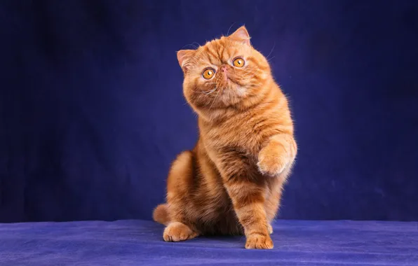Кошка, кот, взгляд, морда, поза, котенок, лапки, рыжий
