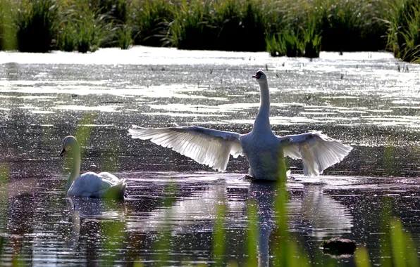 Вода, свет, птицы, отражение, берег, пара, лебедь, белые