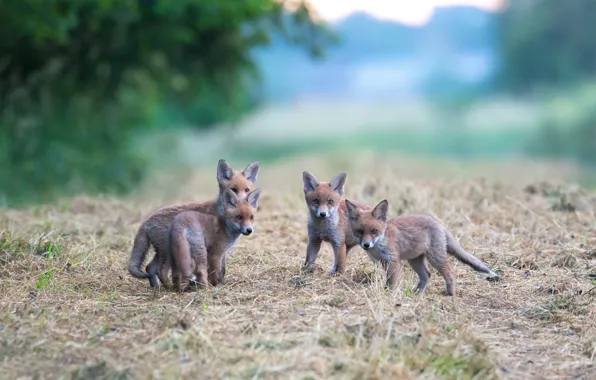 Картинка Люксембург, Luxembourg, Четверо, Wildlife, Лисята, Дикая природа, Детеныши, Fox children