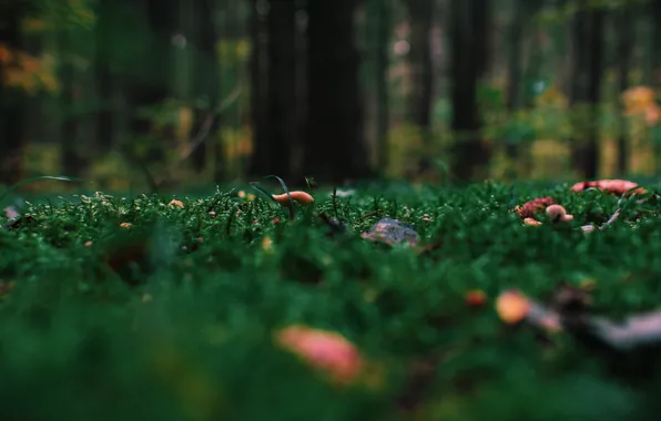 Природа, Трава, Растение, Растения, Nature, Grass, Forest, Flora