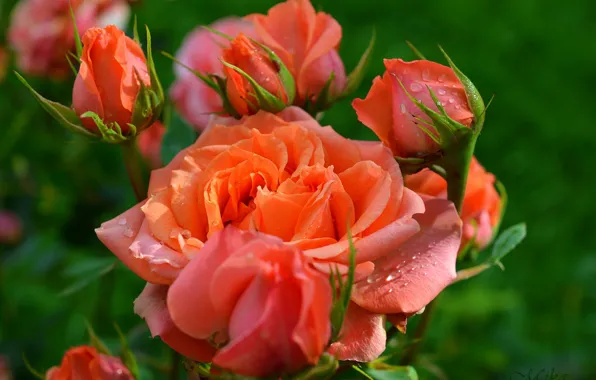 Бутоны, Розы, Roses, Оранжевые розы, Orange roses