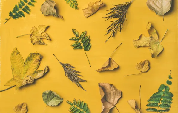 Листья, фон, Autumn