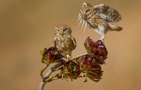 Птицы, хищники, ветка, боке, маленькие совы, Little owls, David Manusevich