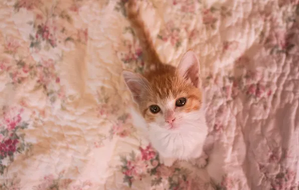 Кошка, взгляд, поза, котенок, покрывало, рыжий, постель, мордашка