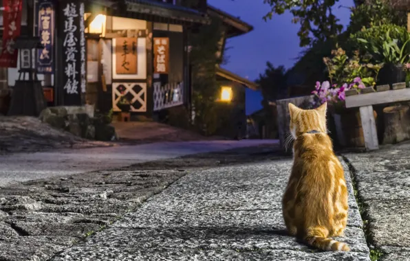 Картинка кошка, дом, улица