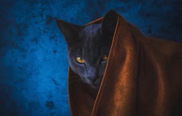 Кошка, кот, взгляд, серый, портрет, полотенце, мордашка, накидка