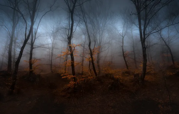 Картинка осень, лес, деревья, туман, дымка