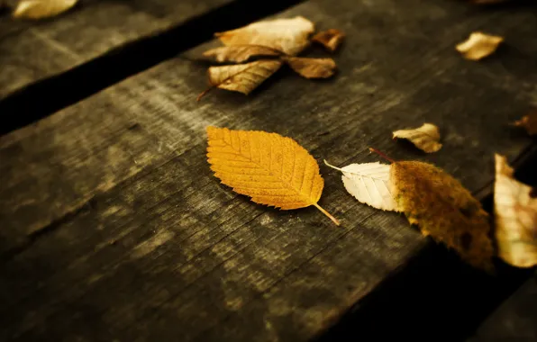 Картинка осень, листья