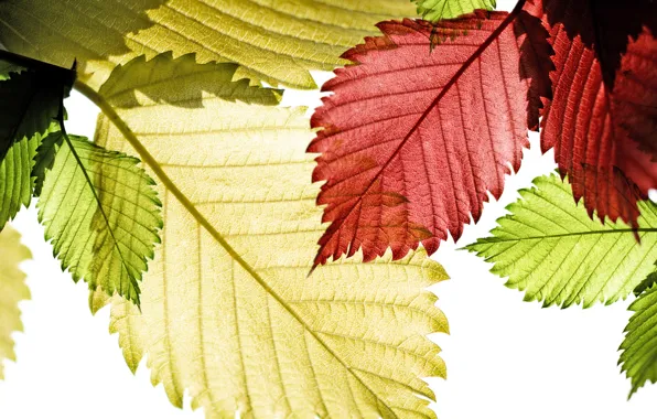 Осень, листья, солнце, макро, свет, природа, зеленые, красные