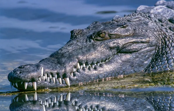 Animal, alligator, animal photography, photo of black crocodile