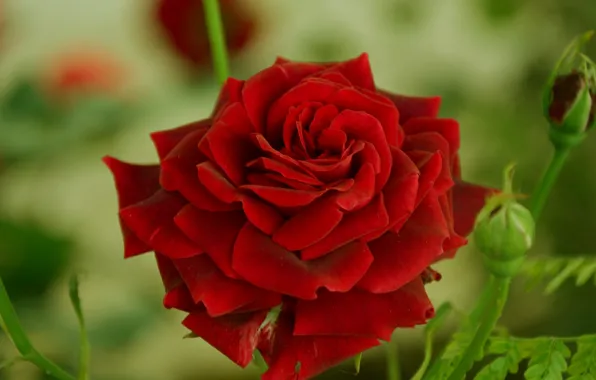Роза, red, красная, Rose, боке, bokeh