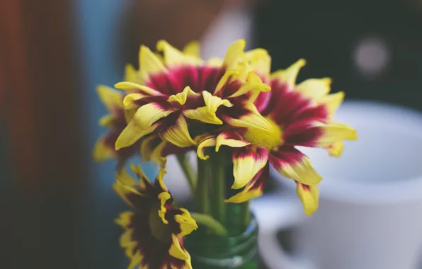 Картинка цветы, букет, лепестки, ваза