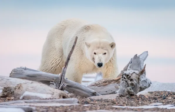 Картинка медведь, Аляска, коряга, белый медведь, полярный медведь