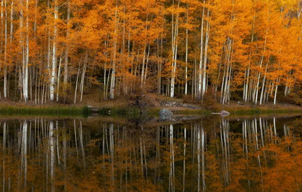 Осень, деревья, озеро