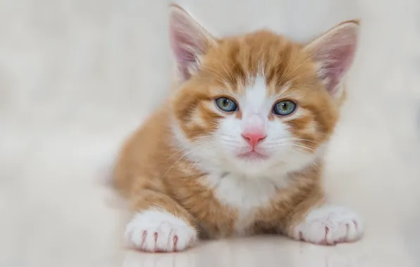 Картинка кошка, белый, взгляд, поза, фон, портрет, светлый, малыш