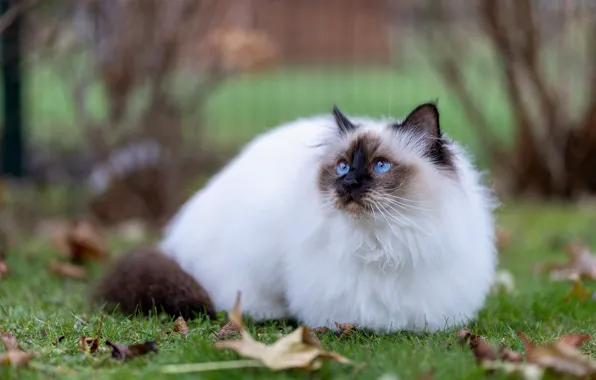 Осень, кошка, кот, взгляд, листья, природа, поза, сад