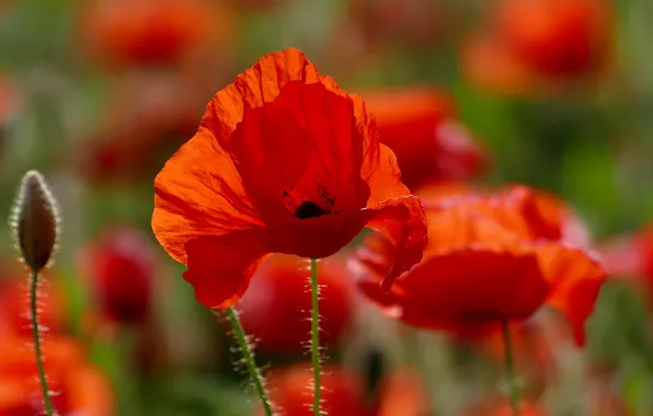 Цветы, мак, цветение