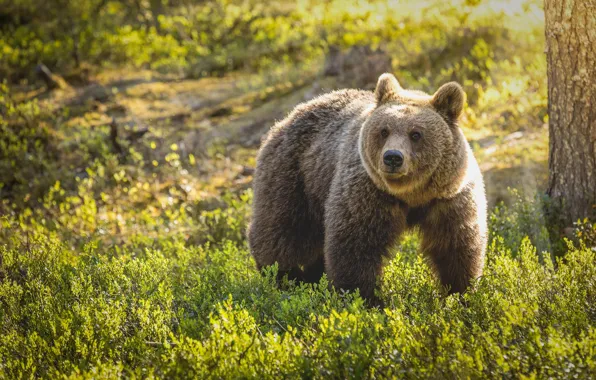 Картинка лес, медведь, Топтыгин