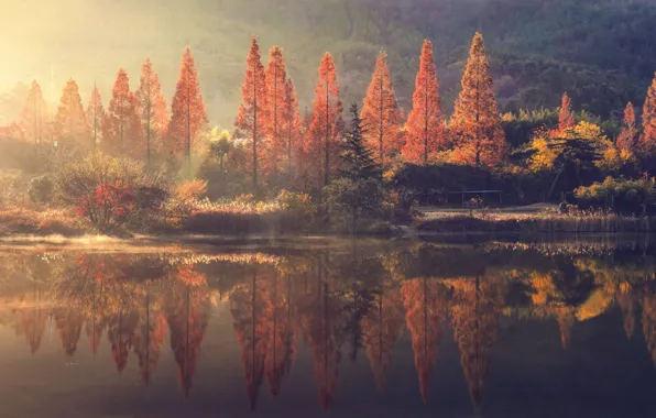 Картинка forest, nature, autumn, lake