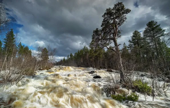 Картинка лес, река, поток