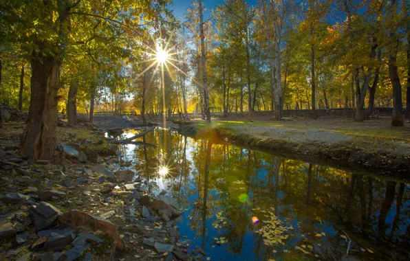 Картинка деревья, лучи, осень, ручей