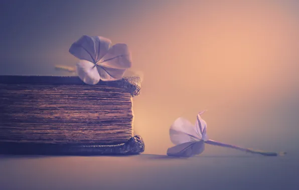 Цветы, фон, книга
