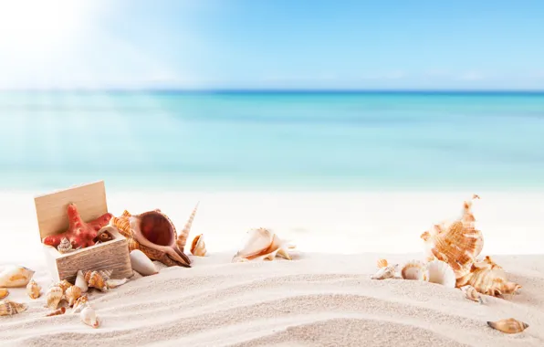 Картинка песок, море, пляж, лето, солнце, ракушки, summer, beach