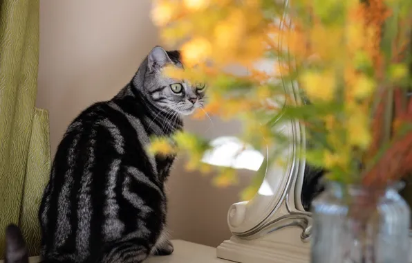 Кошка, кот, взгляд, цветы, букет, желтые, зеркало, ваза
