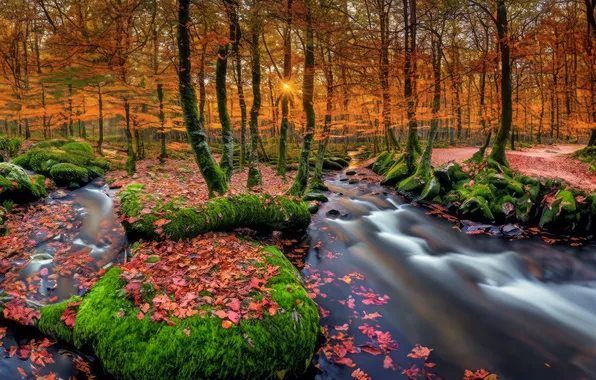 Осень, лес, деревья, природа, ручей