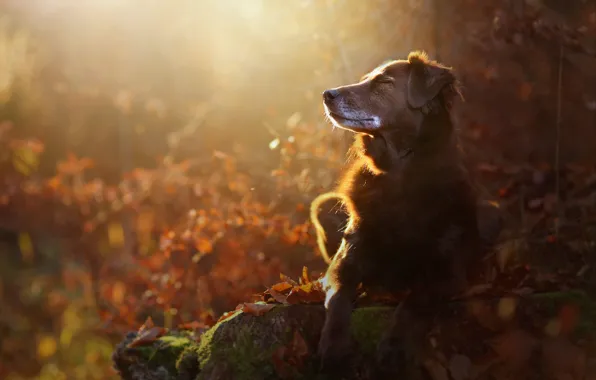 Картинка осень, природа, собака