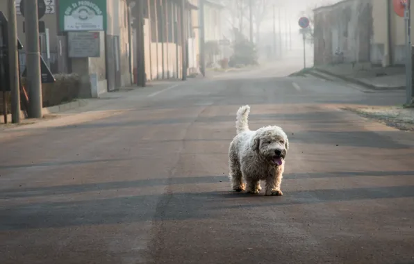 Одиночество, улица, собака