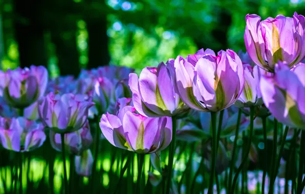 Зелень, свет, цветы, природа, фон, стебли, красота, весна