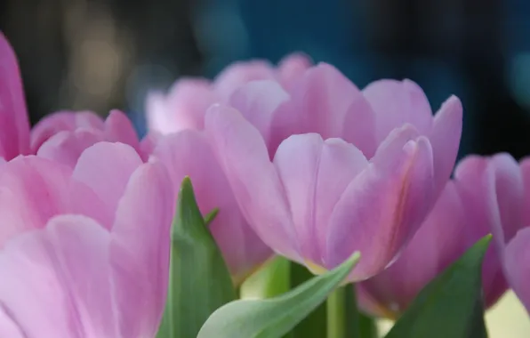 Макро, цветы, тюльпан, весна, тюльпаны, лепестки. розовые