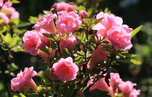 Flower, blooming, azalea