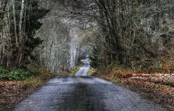 Дорога, осень, лес