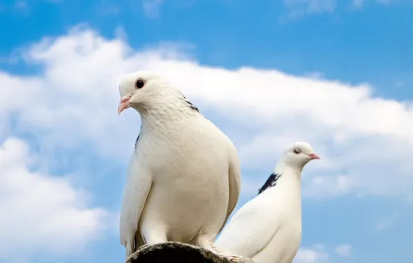 Крыша, небо, облака, голуби, sky, clouds, pigeons, sun roof