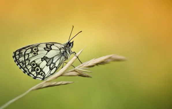 Бабочка, травинка, колосок, Melanargia Galathea