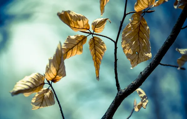 Листья, ветки, природа