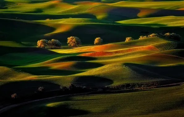 Поле, деревья, природа