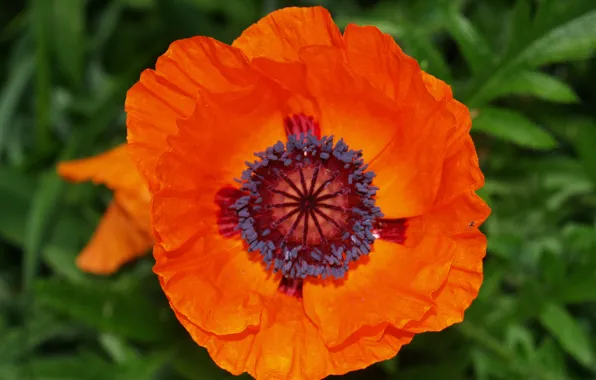 Картинка Макро, Macro, Красный Мак, Red poppy