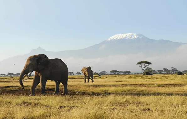 Картинка животные, трава, горы, жара, утро, африка, слоны, австралия