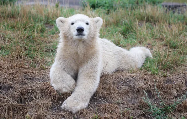 Картинка трава, взгляд, белый медведь