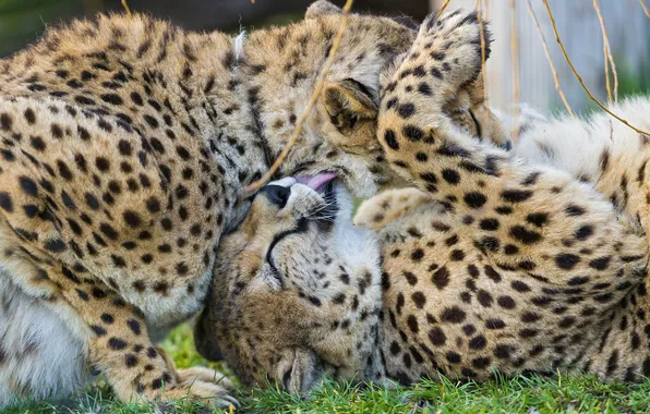 Язык, кошки, гепард, ©Tambako The Jaguar
