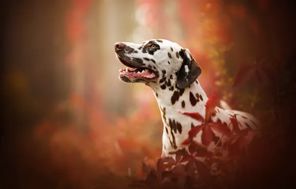 Картинка портрет, собака, профиль, боке, Далматин