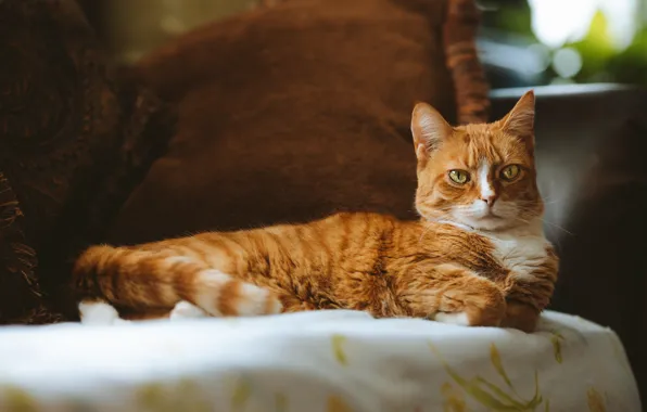 Кошка, кот, взгляд, рыжий, лежит, мордашка