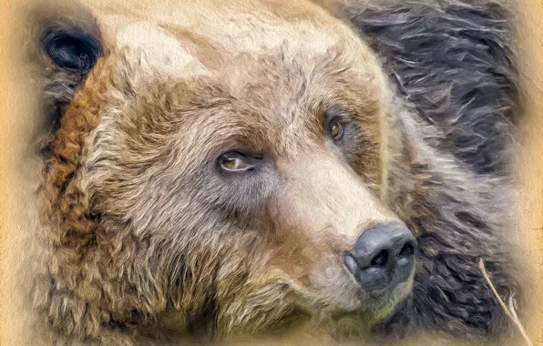 Картинка морда, медведица, стилизация под живопись