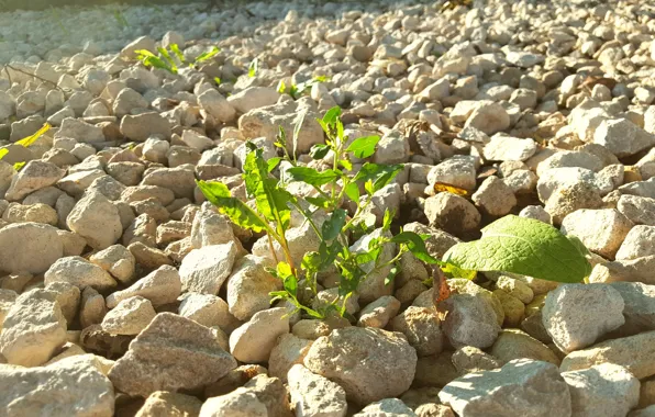 Лето, камень, Растение, rock, sun, щебень, лучик жизни