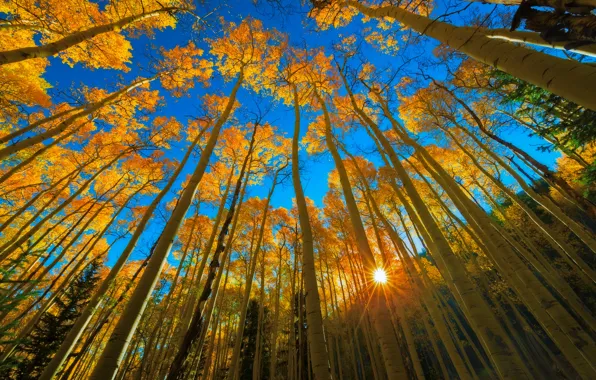 Картинка осень, лес, небо, солнце, лучи, свет, деревья, голубое