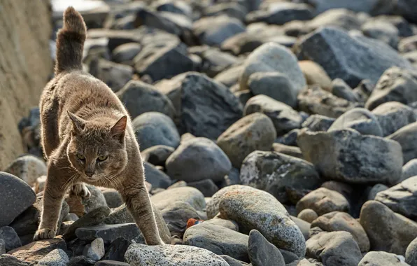 Картинка кошка, взгляд, морда, камни